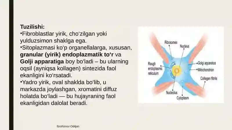 Fibroblastlarning jarohatning bitishi va chandiq xosil bo‘lishidagi roli 3