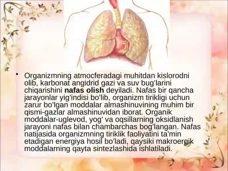 Nafas olish fiziologiyasi 3
