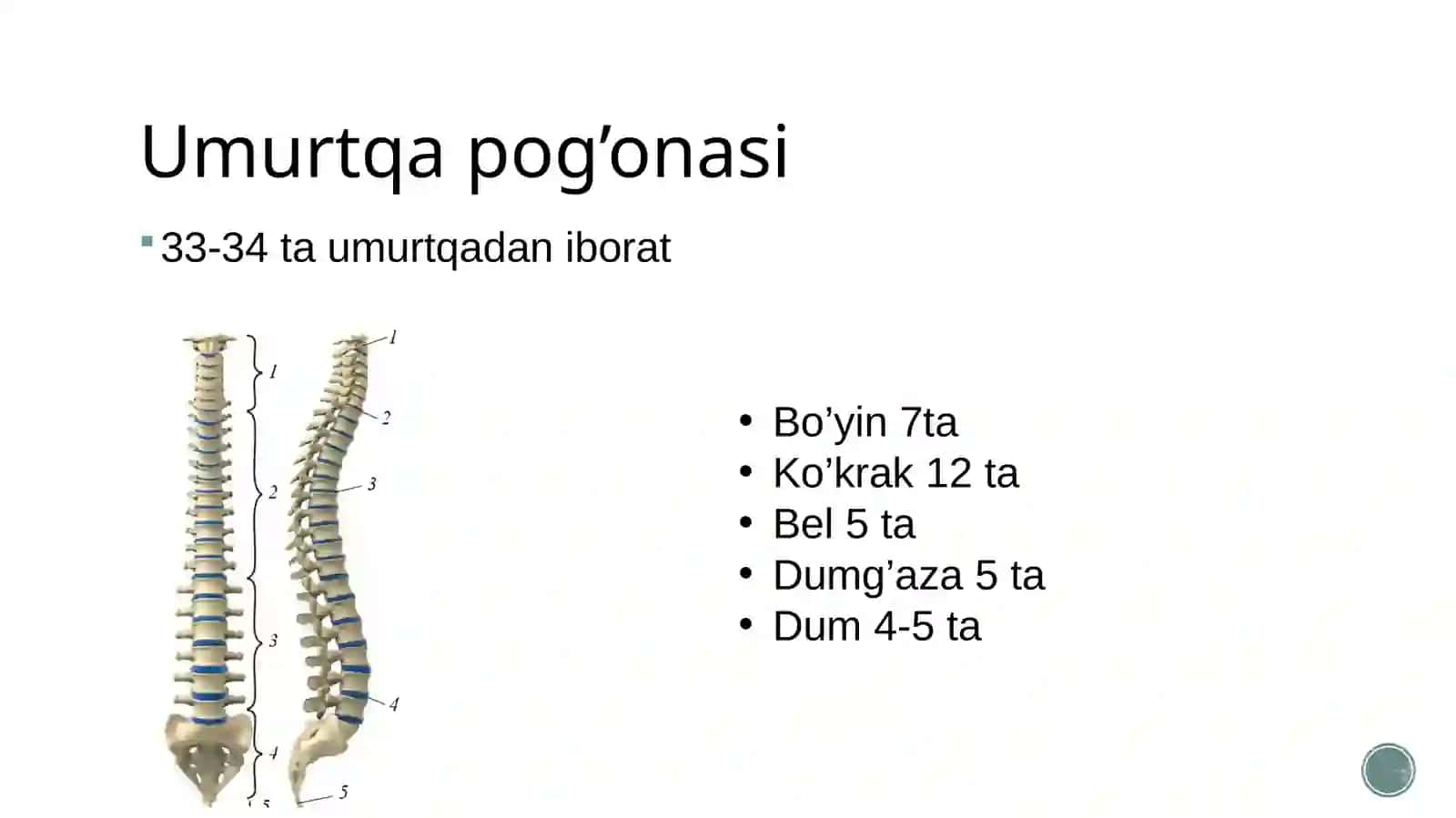 Tayanch harakatlanish sistemasining tuzilishi, funksiyasi va ahamiyati 3