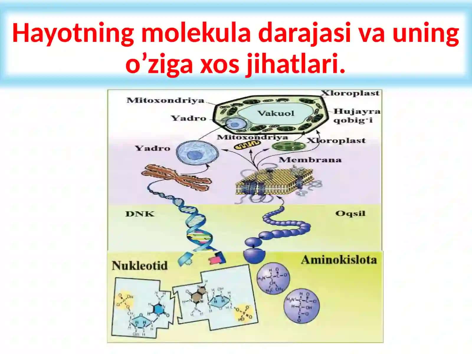 “Tirik organizmlarning kimyoviy tarkibi va uning doimiyligi” 3