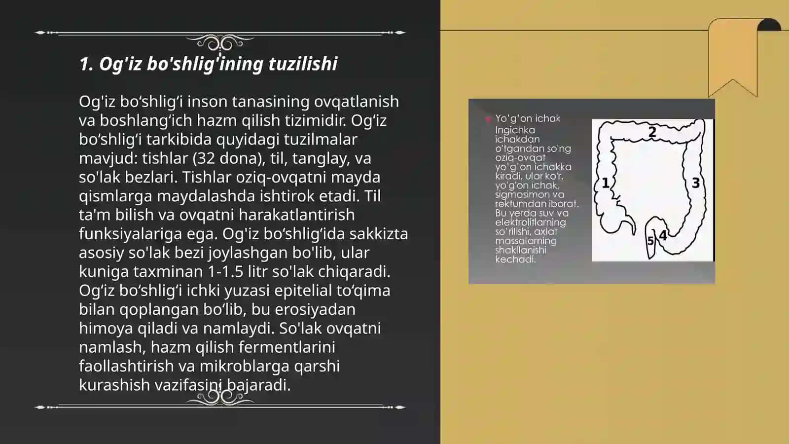 Hazm a'zolarining tuzilishi va fiziologiyasi 3