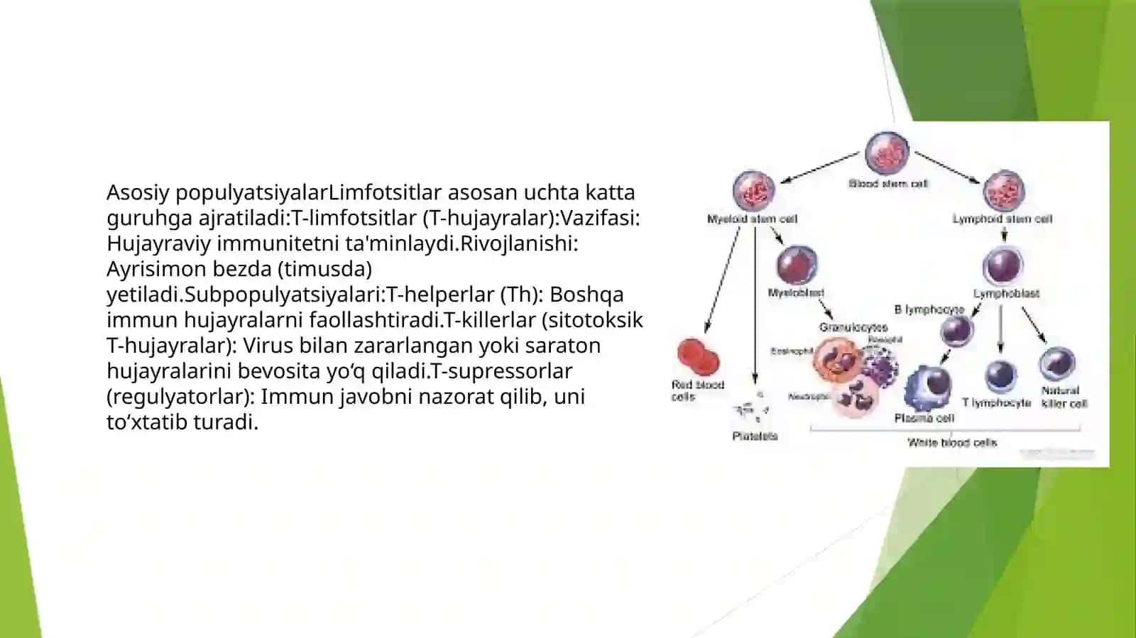 Limfotsitlarning populyatsiyasi va subpopulyatsiyasi ularning tuzilishi va vazifalari 3