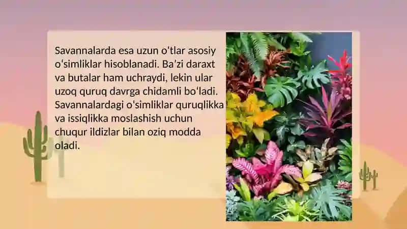 Issiq iqlim mintaqalarining tabiat zonalari, o'simlik va hayvonot dunyosi 3