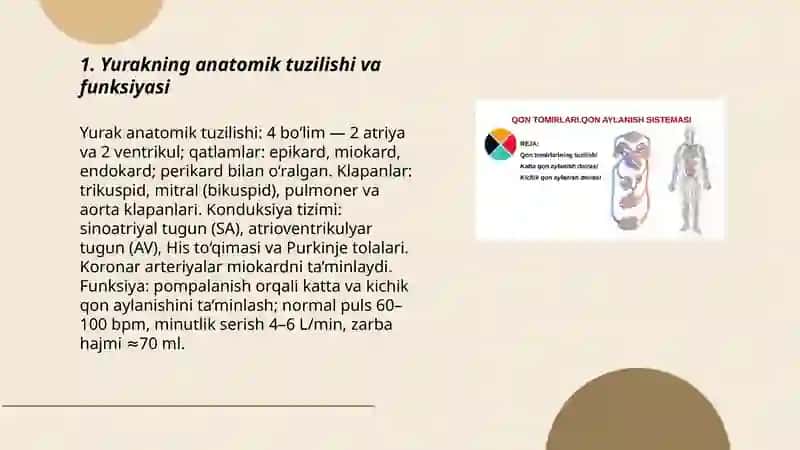 Yurak katta va kichik qon aylanish sistemasi aorta va uning shohlari 3