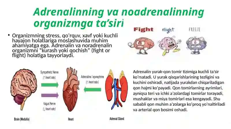 Buyrak ustibezlari 3