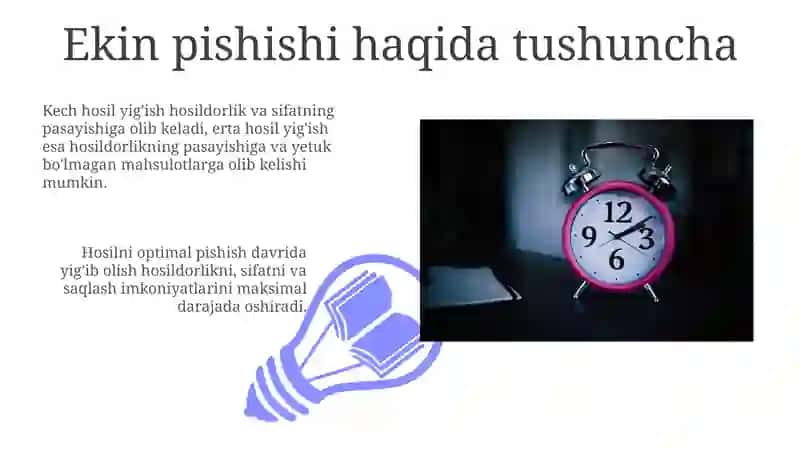 Ekin pishishi haqida tushuncha 3
