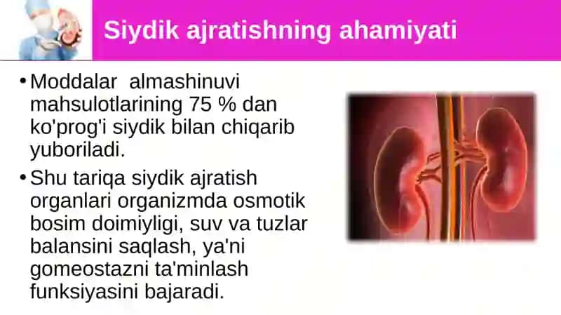 Siydikayrish organlarining tuzilishi 3