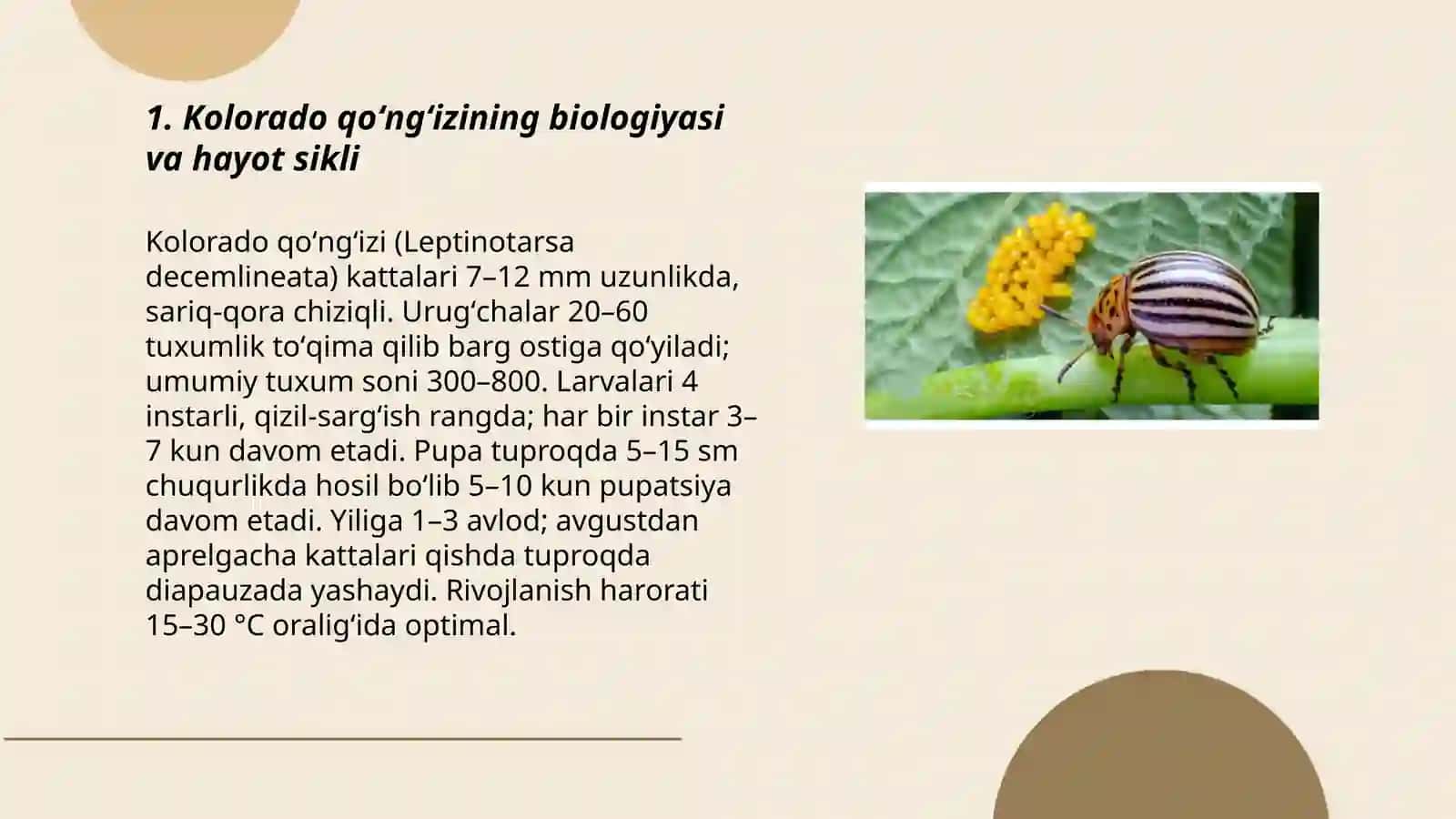 Kolorodo qoʻngʻizini hisobga olish uslublari va ularga qarshi kurash choralari 3