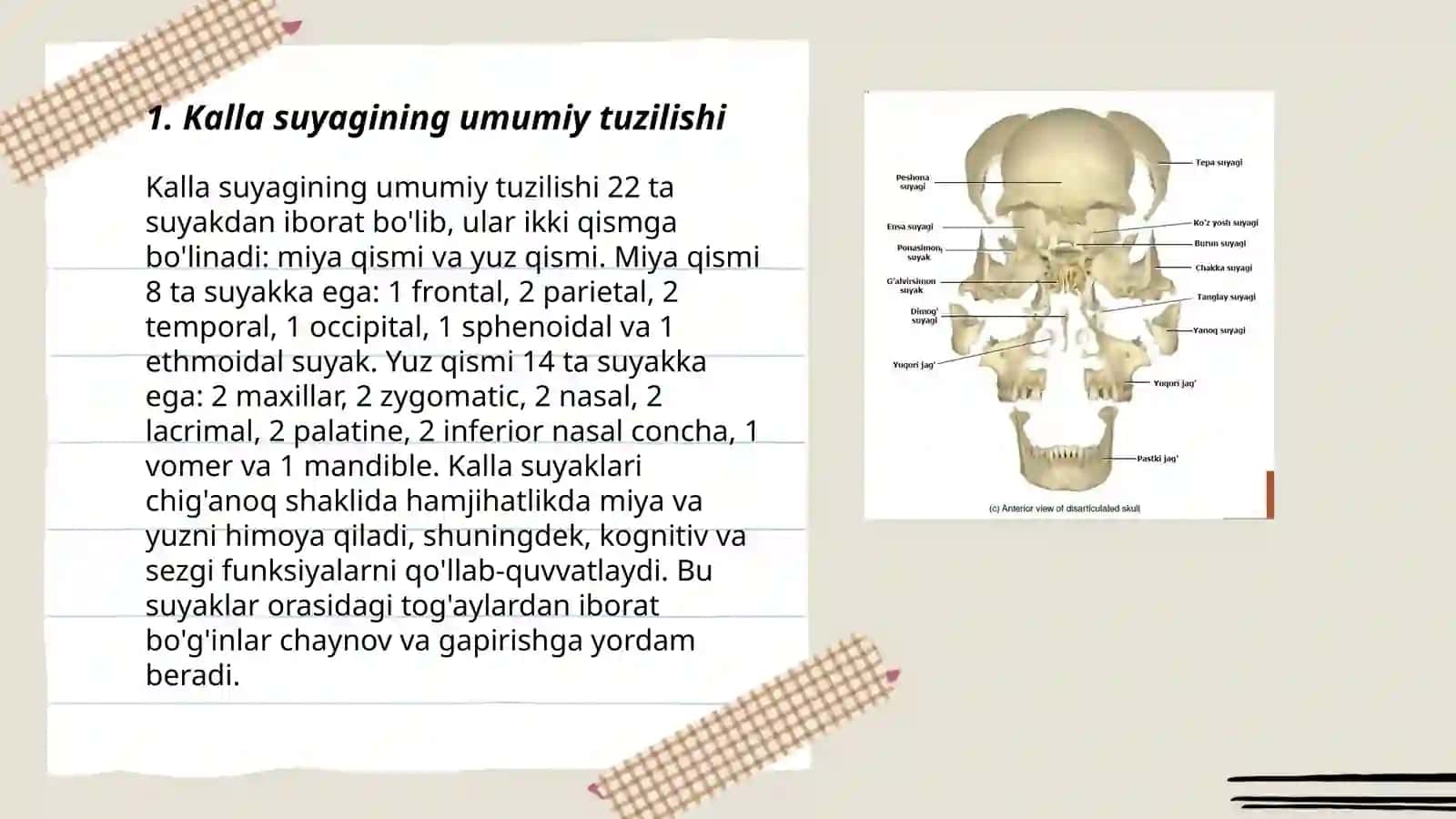 Kalla suyaklarining yuz va miya qismlari tuzilishi, birikishi va vazifalari 3