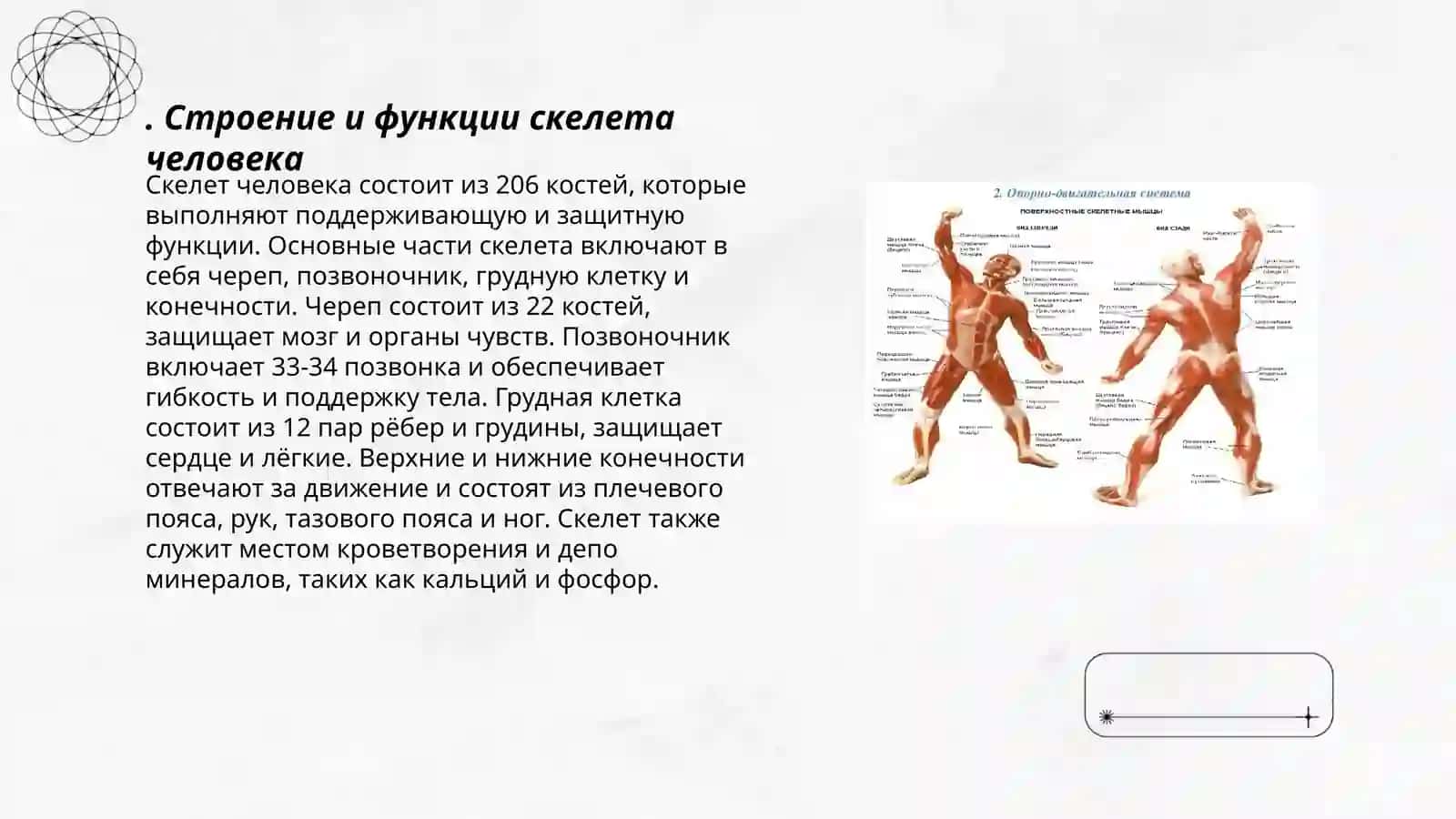 Строение и функции скелета человека 3