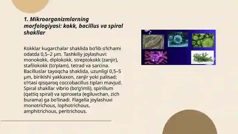 Mikroorganizmlar strukturasi. Murakkab bo'yash usullari 3