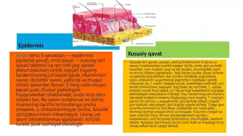 Teri Regeneratsiyasi va Transplantatsiyasi 3