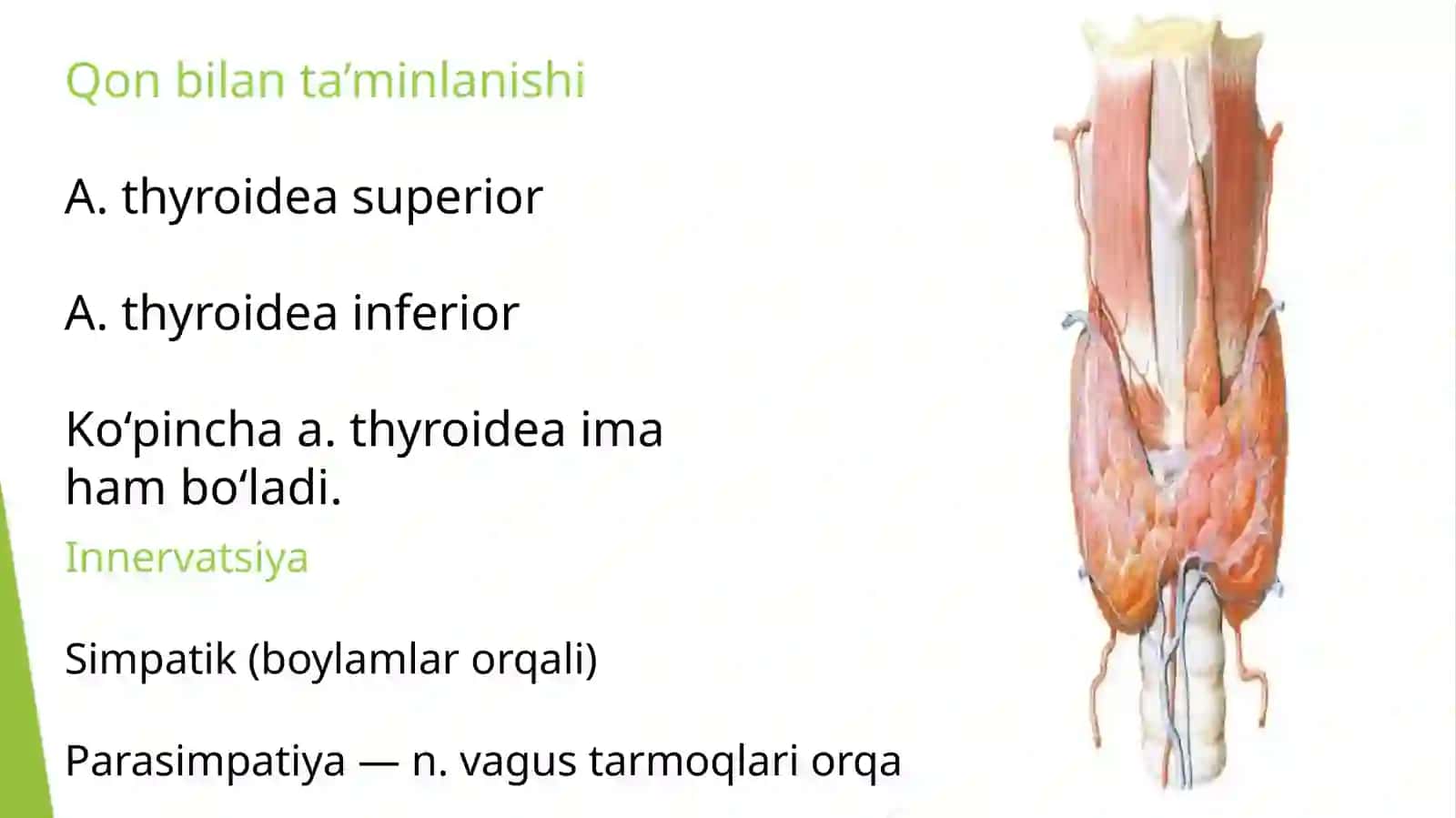 qalqonsimon va qalqon oldi bez fiziologiyasi 3