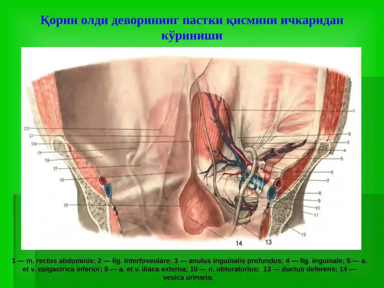 Чов, сон, киндик ва қорин оқ чизиғи чурралари 3