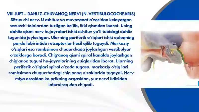 VII-XII JUFT JUFT BOSH MIYA NERVLARI 3