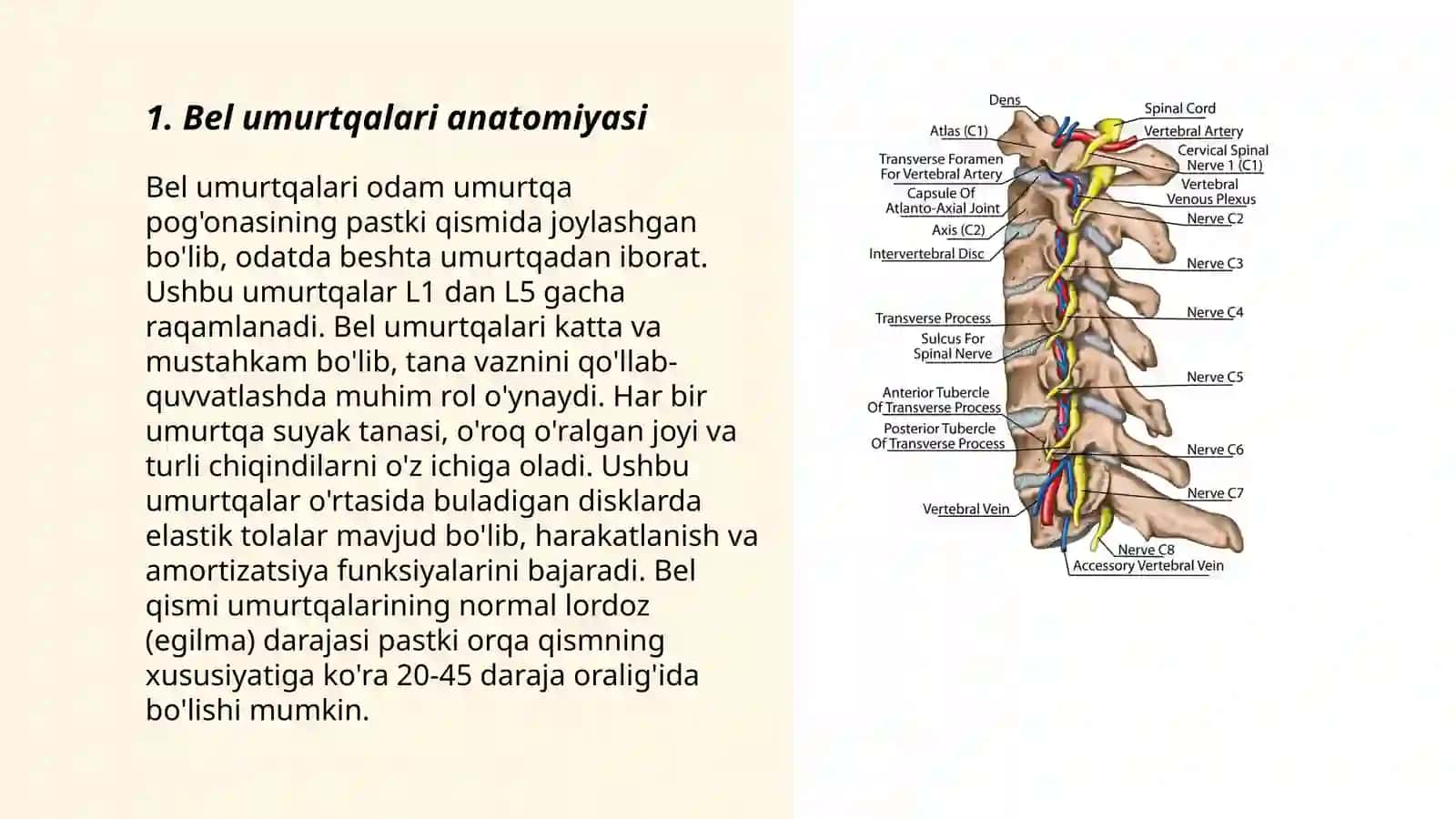 Bel va dumg'aza chigali: ularning shoxlari,innervatsiya sohasi 3