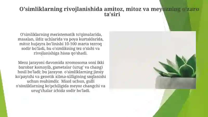 Gulli oʻsimliklar olamida amitoz, mitoz va meyozning ahamiyati 3