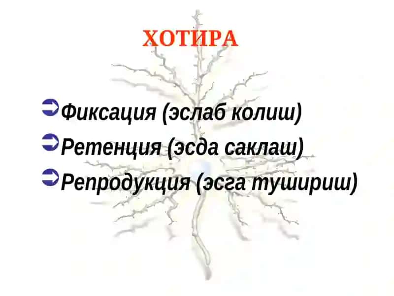 Хотира 3