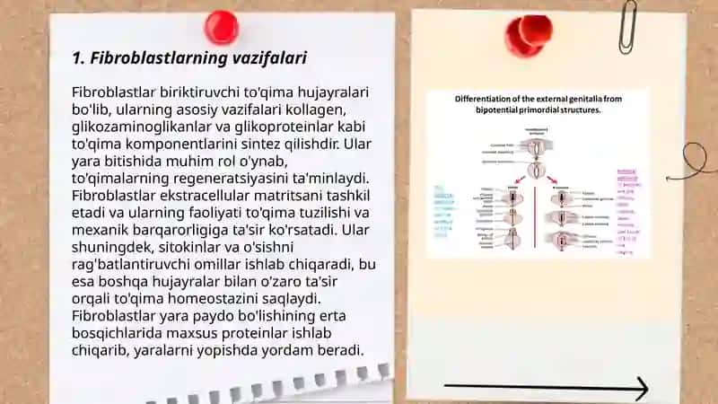 Fibroblastlarning jarohatning bitishi va chandiq hosil boʻlishidagi roli 3