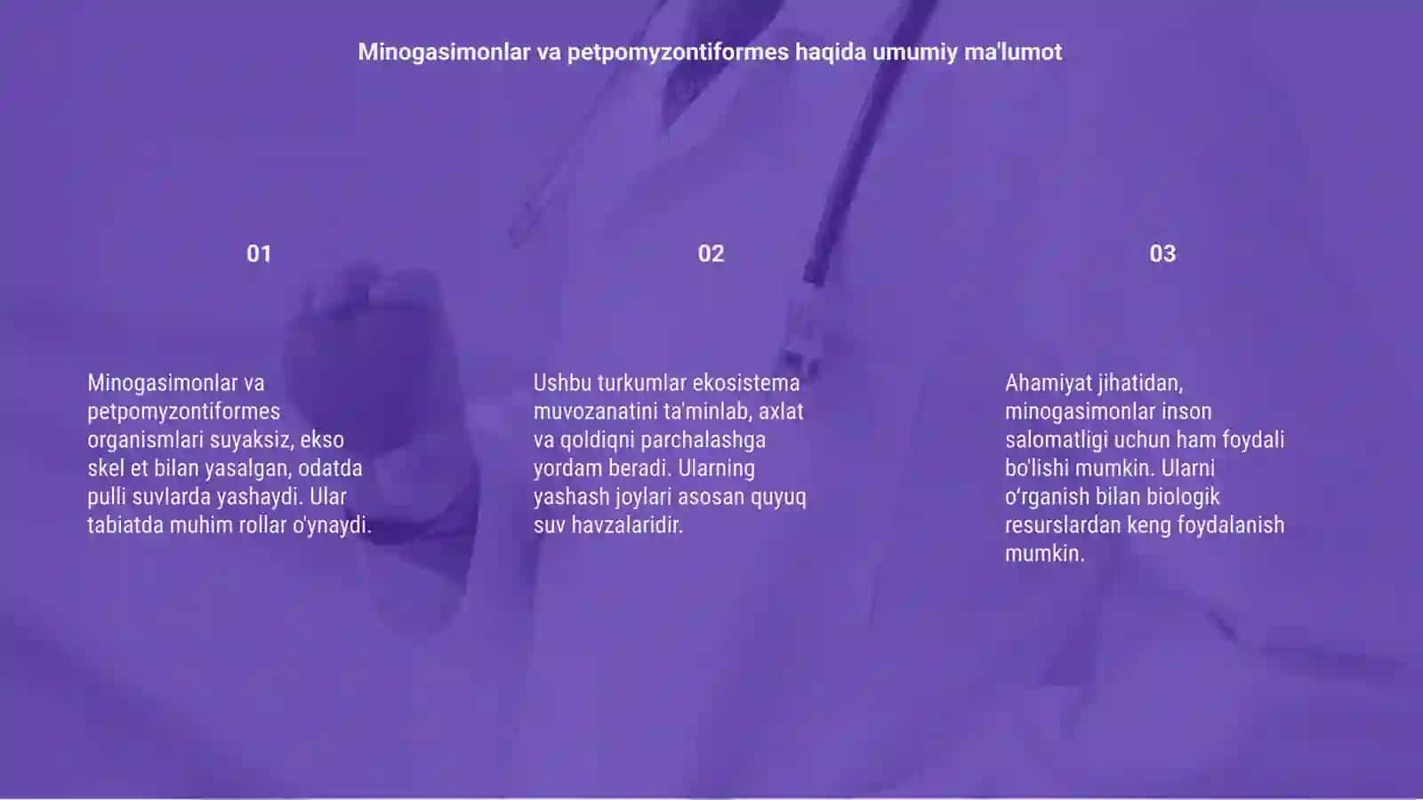 Minogasimonlar -petpomyzontiformes va miksinasimonlar-Myxiniflrmes turkumlari,ekologiyasi va ahamiyati 3