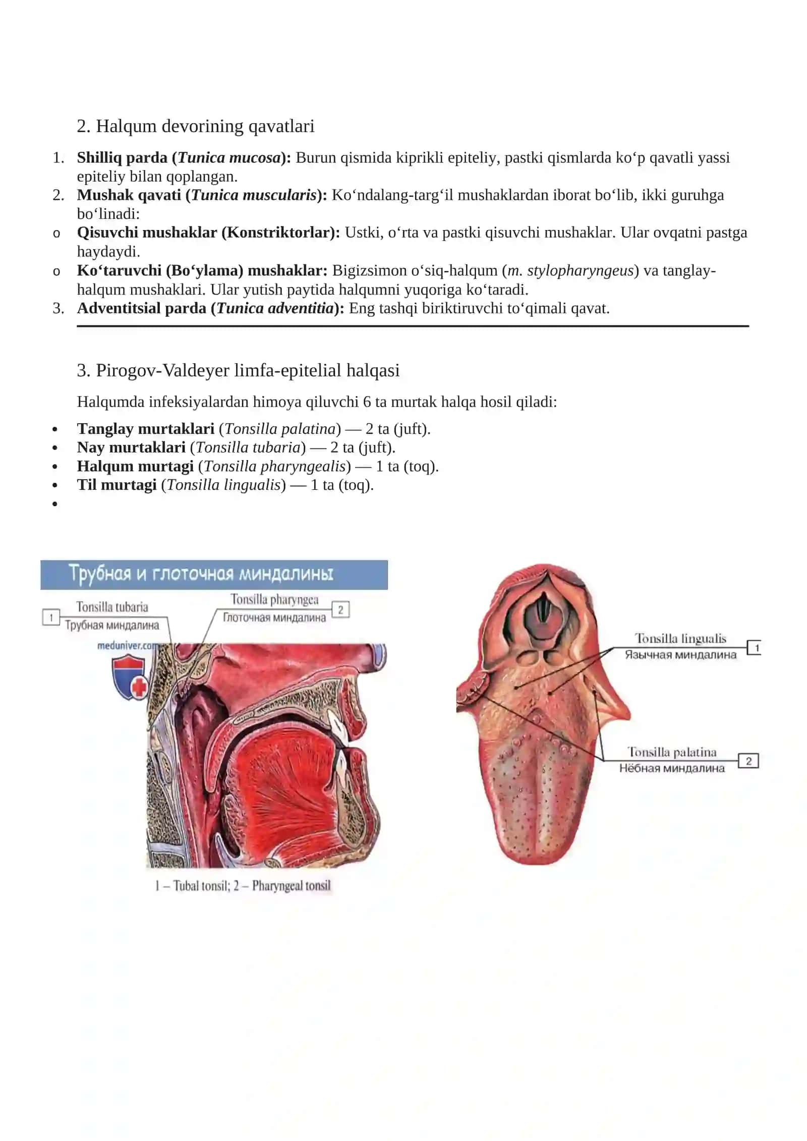 Halqum (Pharynx) 3