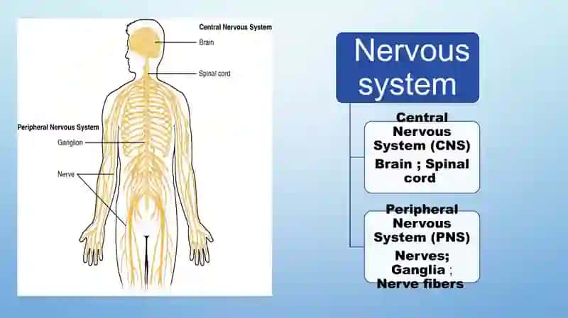 Nervous system 3