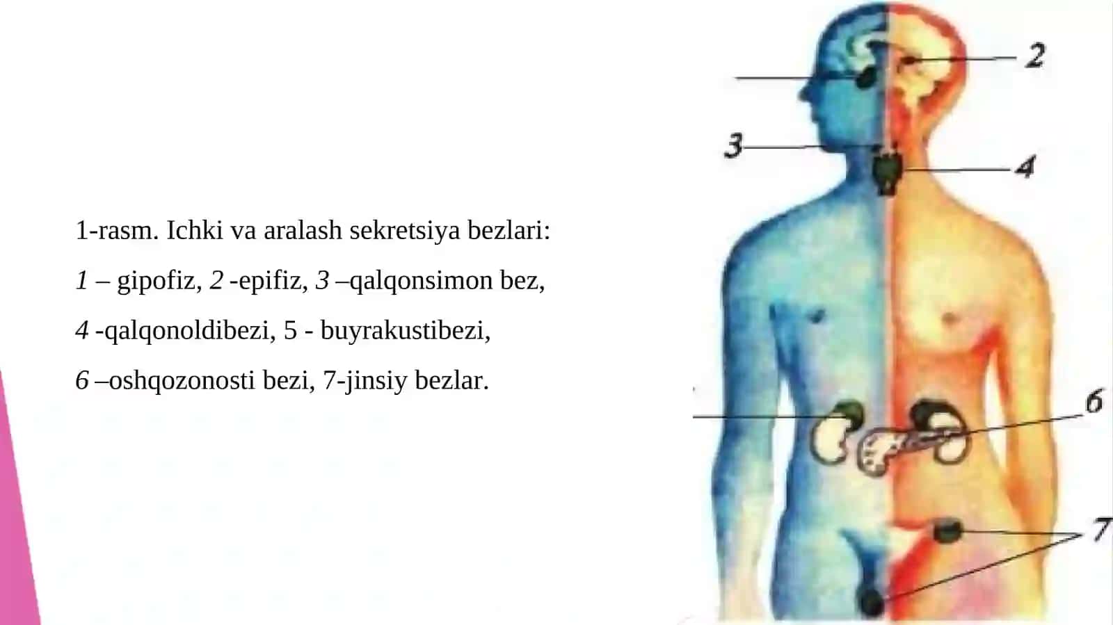 Ichki sekretsiya bezlari 3