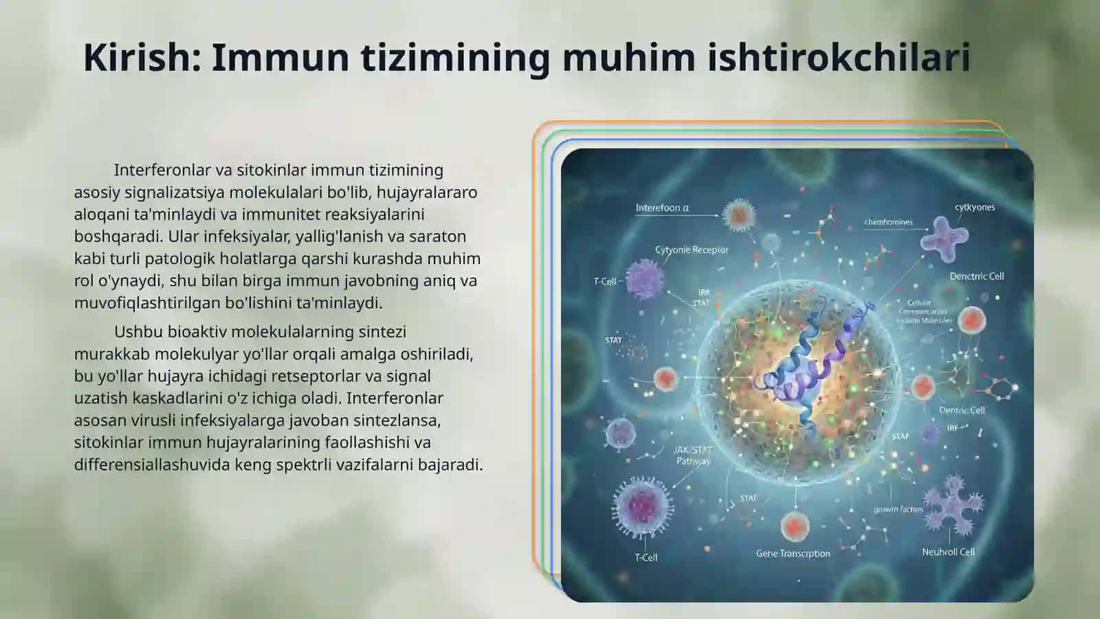 Interferon va sitokinlarning sintezlanishi tasir mexanizmi 3