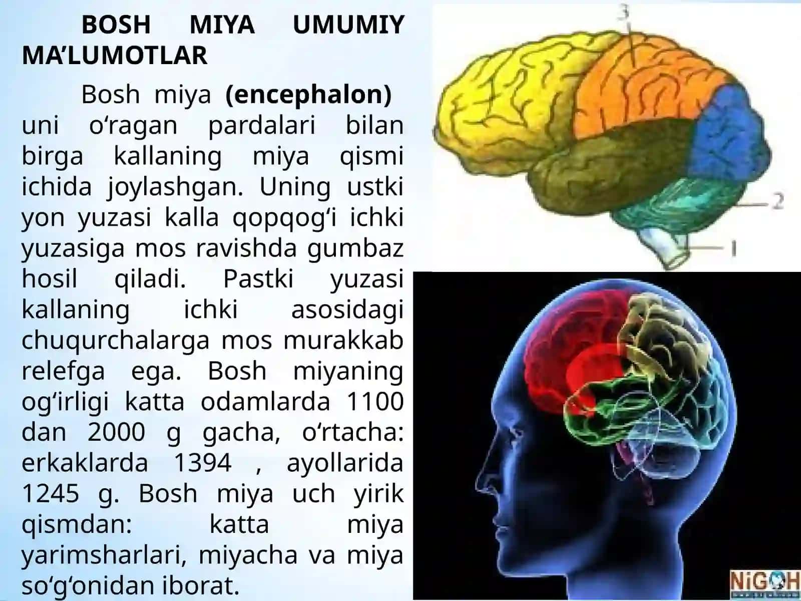 Bosh miya katta yarim sharlarining tuzilishi va fiziologiyasi 3