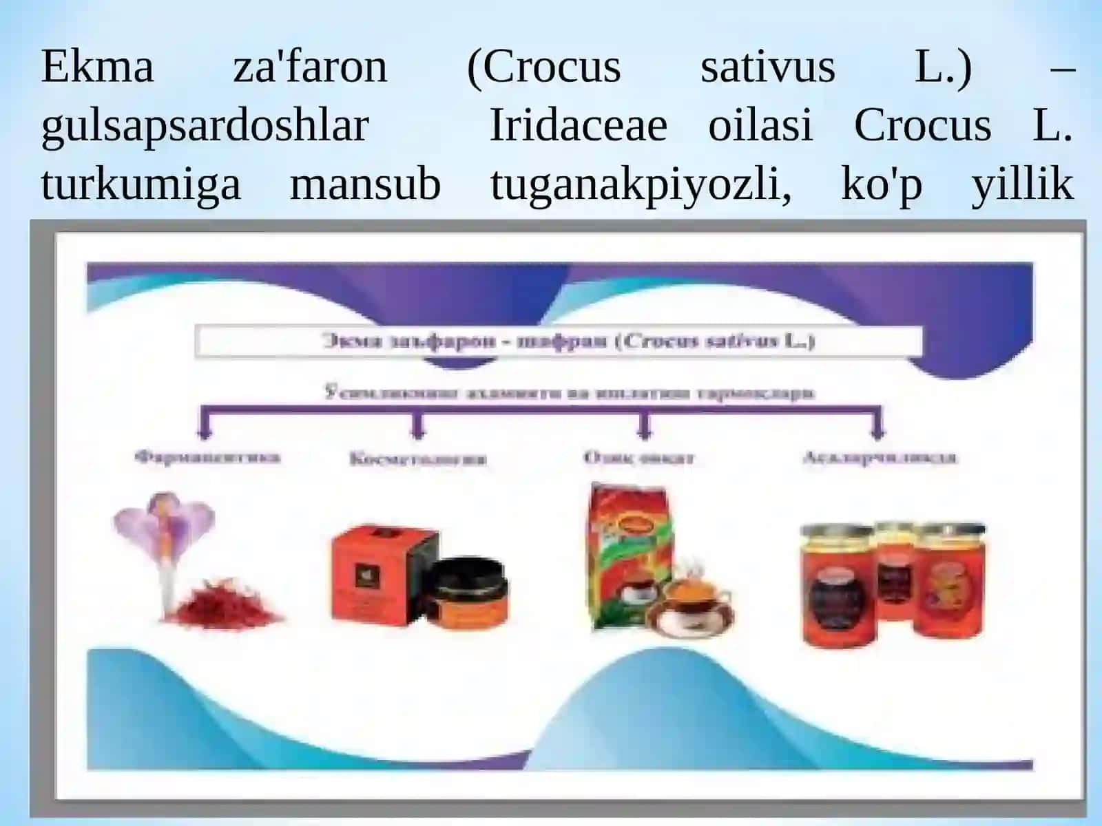 Ekma za'faron o‘simliklarini yetishtirish texnologiyasi 3
