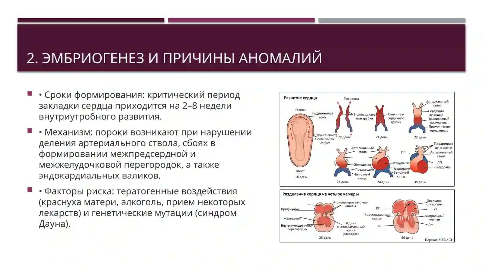 Презентация на тему "Врожденные пороки развития сердца"(15слайдов) 3