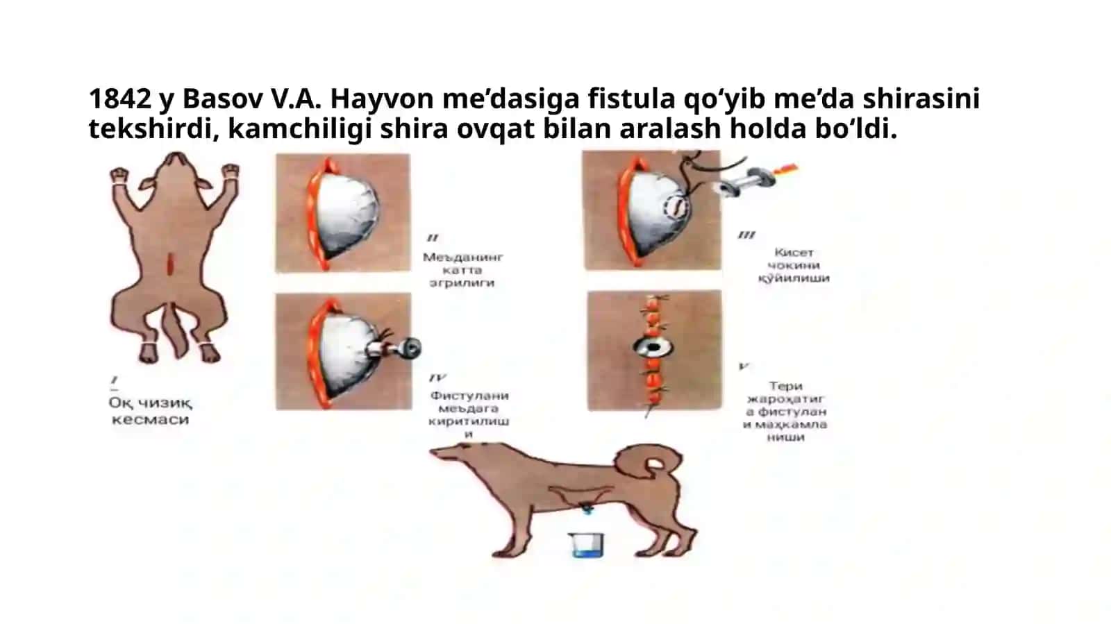Hazmtizimi faoliyatinioʻrganishusullari.Ogʻizboshligʻivameʼdadaovqat hazmboʻlishi.Jigarninghazm jarayonidagiroli.Oʻtningxossalari 3
