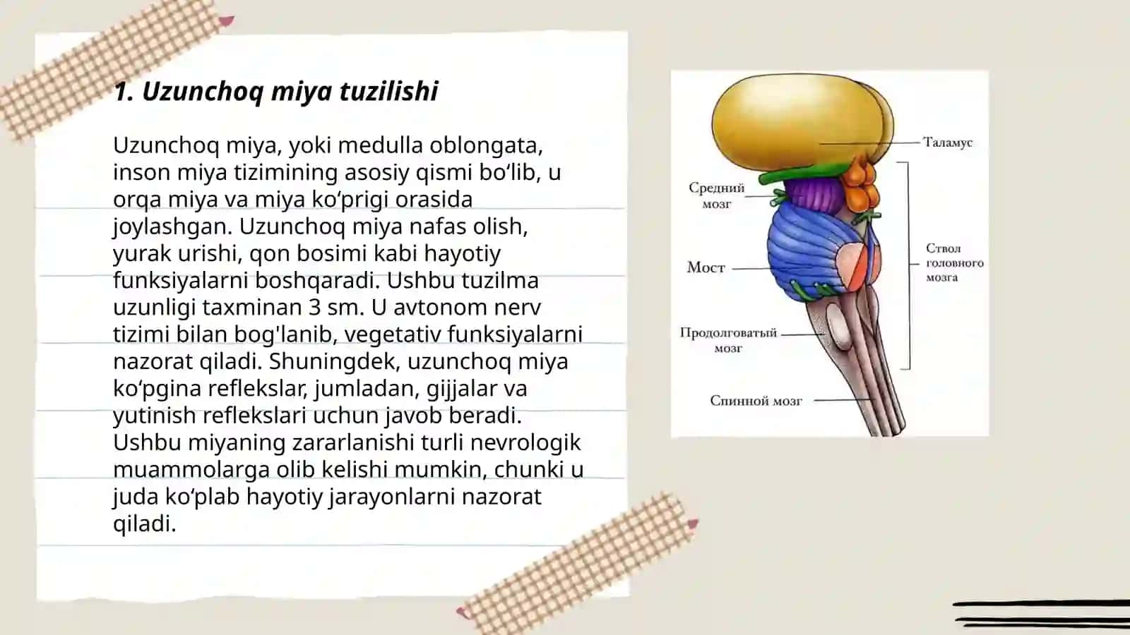 UZUNCHOQ VA O’RTA MIYA FIZIOLOGIYASI 3