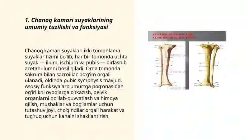 Chanoq kamari suyaklari va ularning birikishi. Oyoqning erkin suyaklari tuzilishi 3