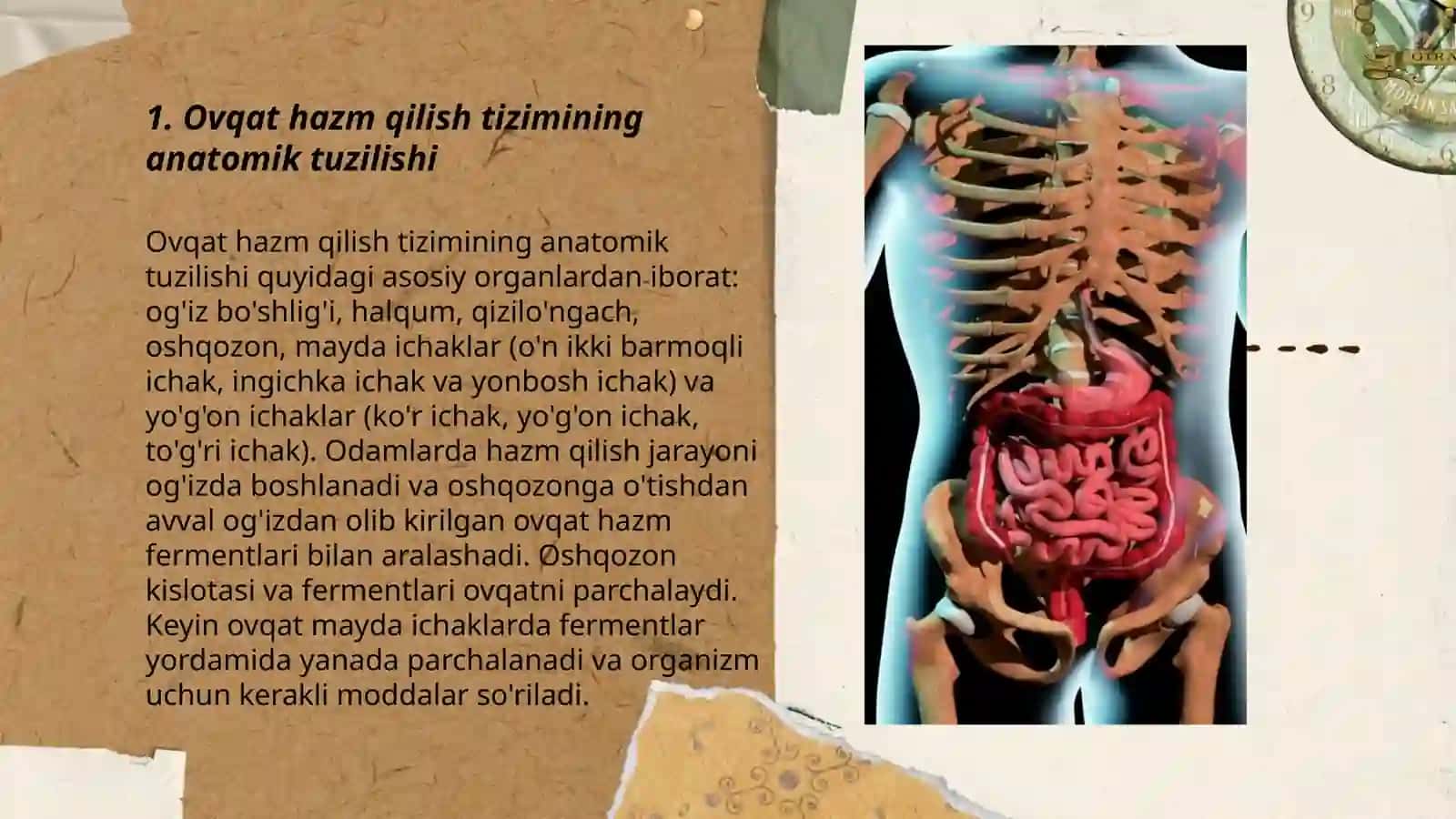 Ovqat hazm qilish tizimining yosh xususiyatlari va ovqatlanish gigiyenasi 3