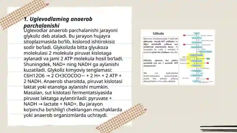 Uglevodlaming anaerob, aerob hamda pentoz yo'li bilan parchalanishi. Glikoliz, glikogenoliz. 3