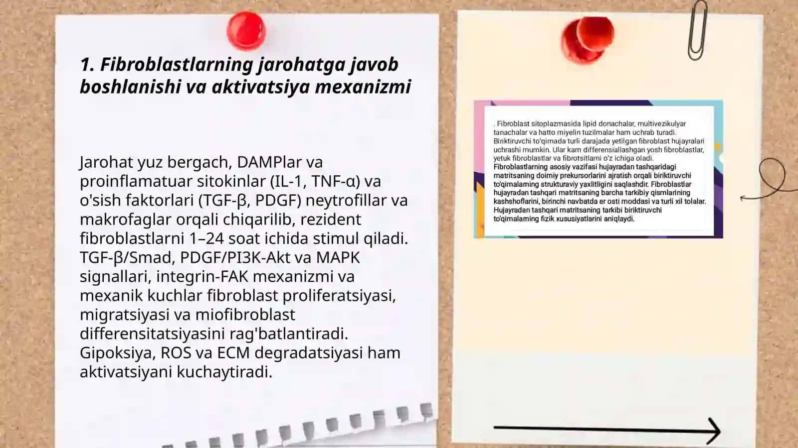 Fibroblastlarning jarohatning bitishi va chandiq xosil bo'lishdagi roli 3
