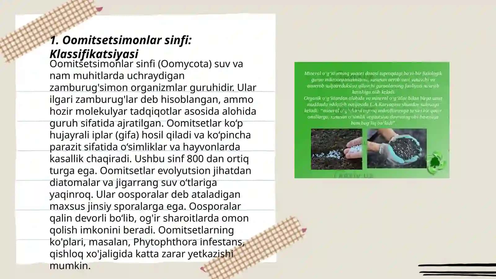 Oomitsetsimonlar sinfi 3