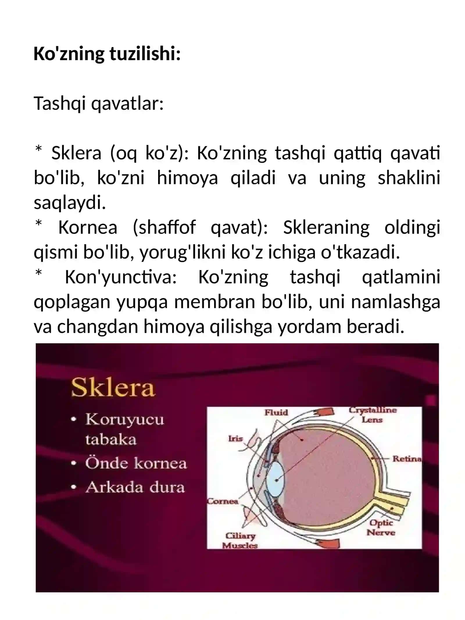 Ko'zning tuzilishi va xususiyatlari 3