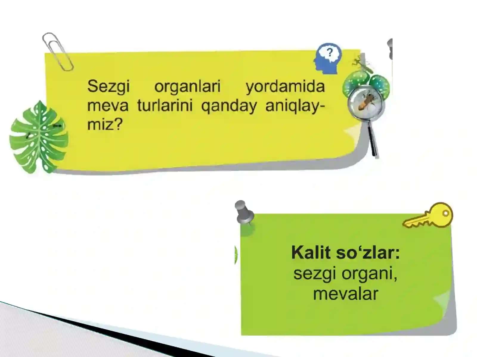Sezgi organlari yordamida mevalarni o‘rganamiz 3