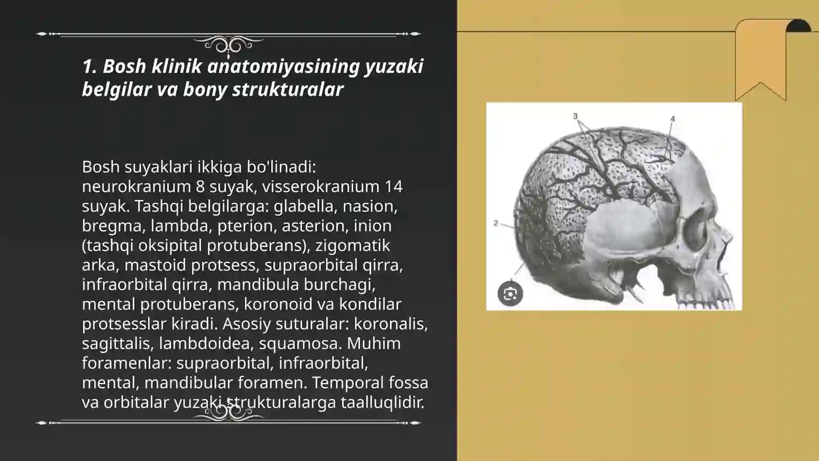 Klinik anatomiyasi 3