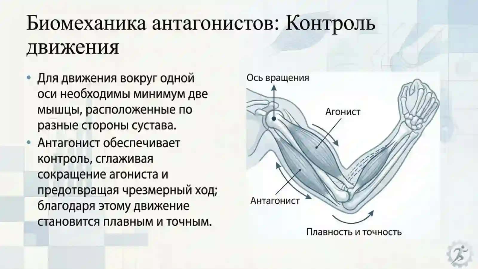 биомеханика мышц 3
