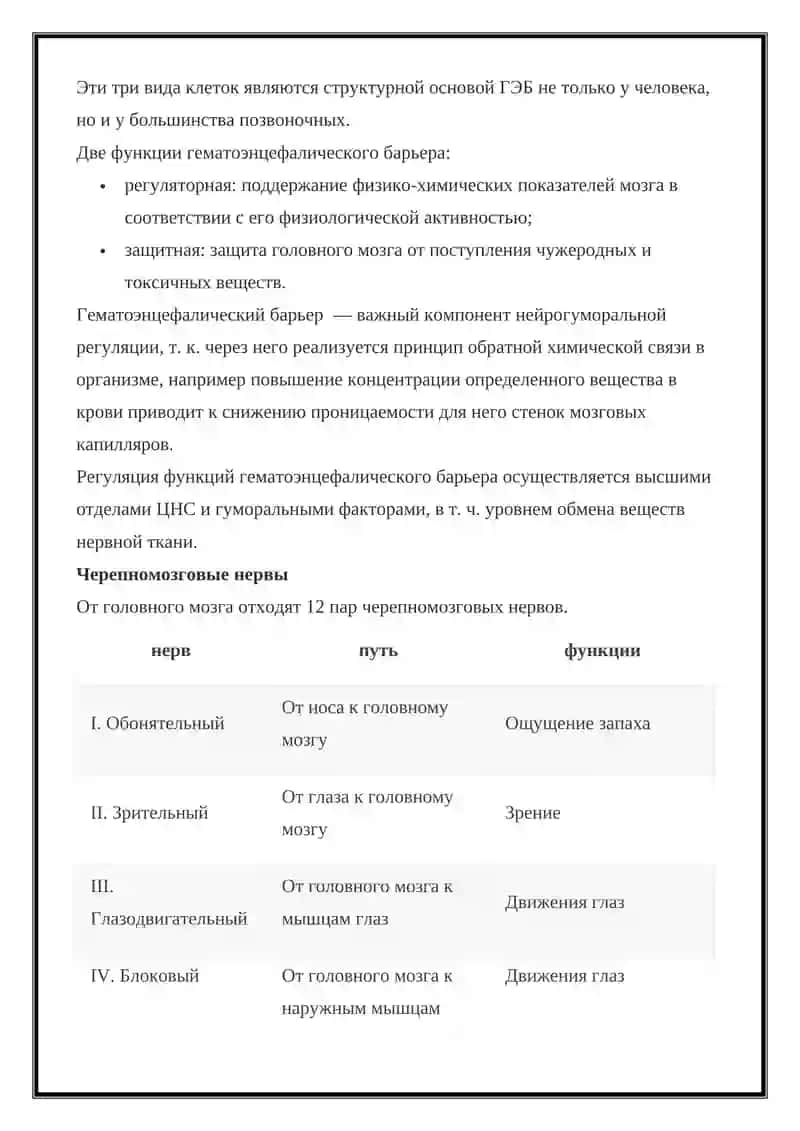 Оболочки головного мозга 3