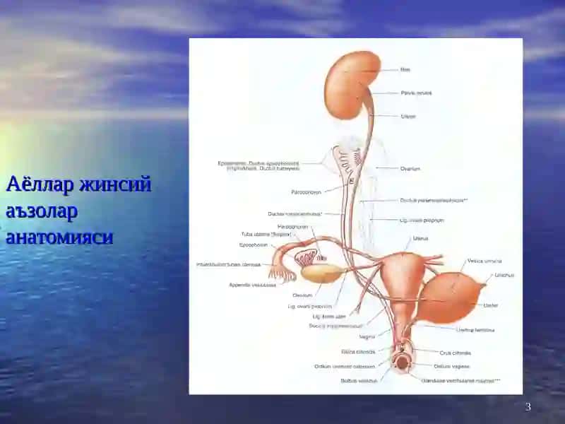 Аёллар жинсий аъзолар анатомияси 3