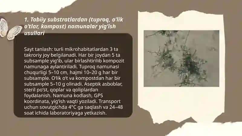 Trichoderma zamburug‘larining sof kulturasini ajratish 3