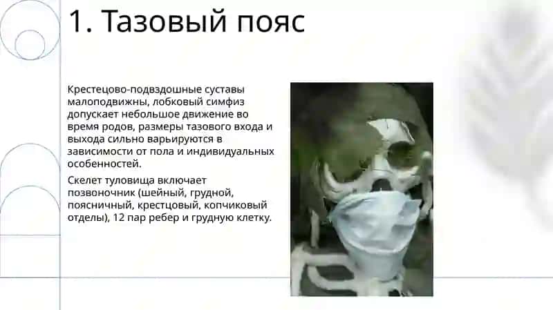 Скелет туловища 3