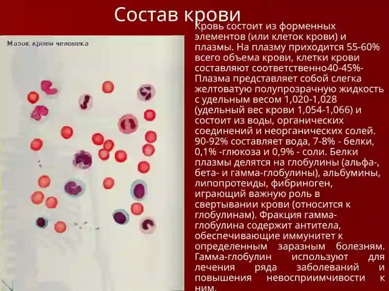 Кровеносная система 3