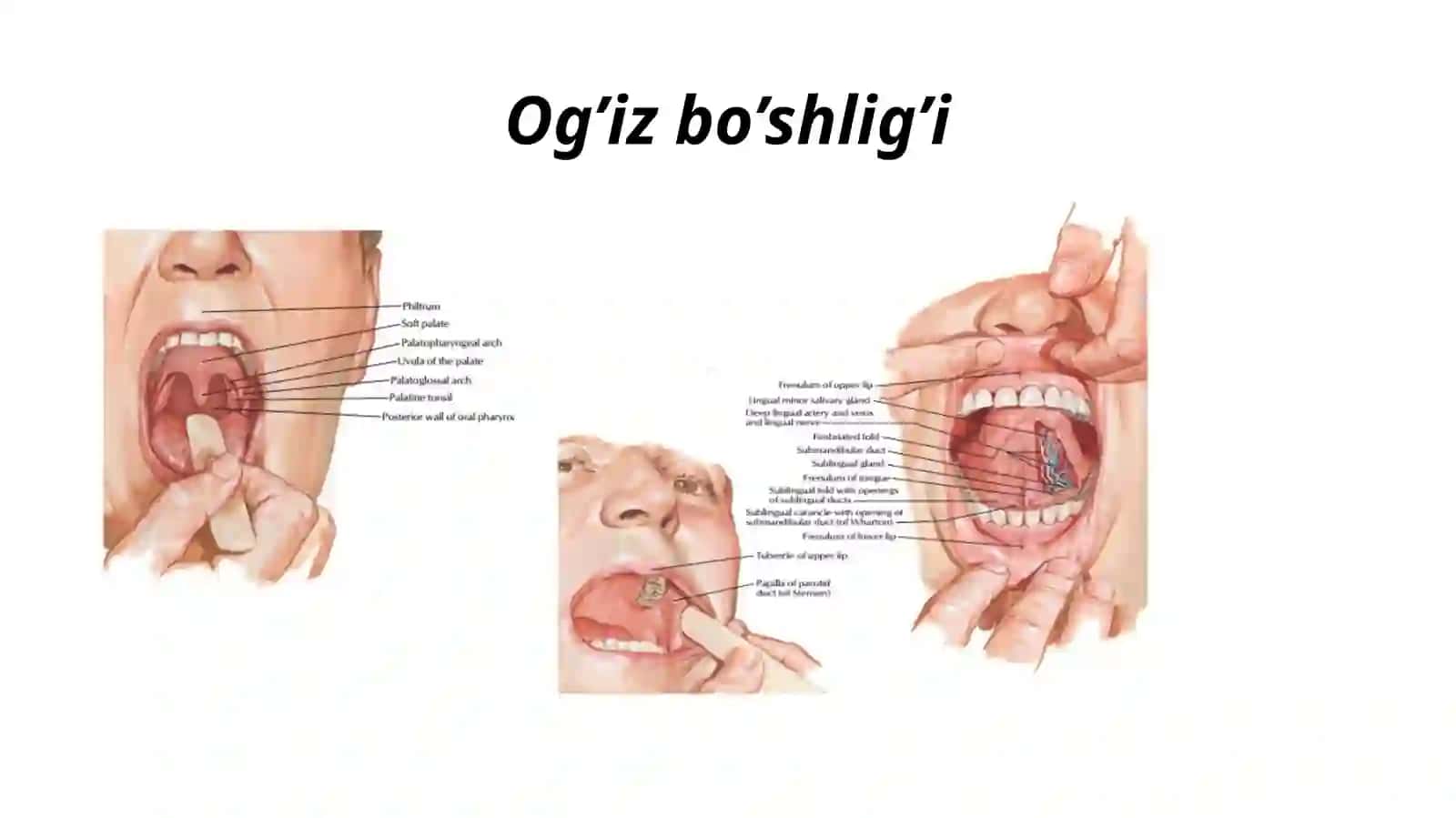 Og‘izbo‘shlig‘i,tishlar,ularningyoshgaqarabo‘zgarishi.Til,so‘lakbezlari,yumshoqtanglay,ularningyoshgaqarabo‘zgarishi.Xalqum,Pirogovxalqasi,Qizilungach,qorinbo‘shlig‘ia’zolarihaqidaumumiyma’lumot.Me’da.Ingichkavayo‘g‘onichak:tuzilishi,farqlari,yoshgaqarabo‘zgarishi 3