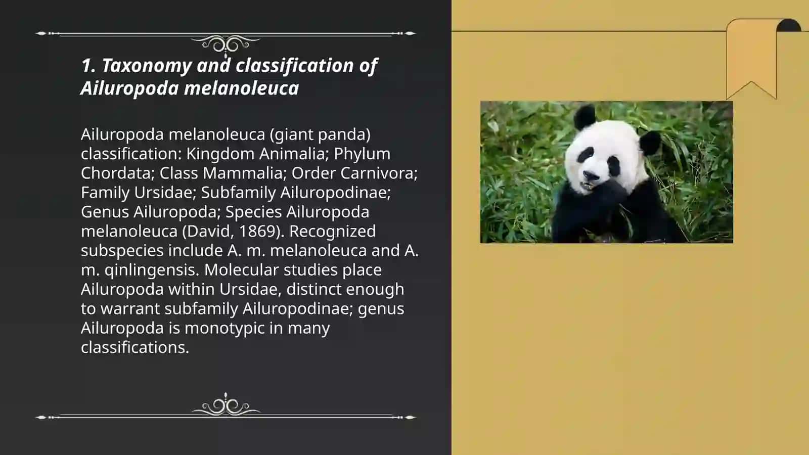 Taxonomy and classification of Ailuropoda melanoleuca 3