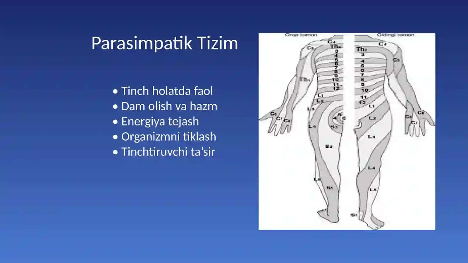 Simpatik va Parasimpatik Nerv Tizimi 3